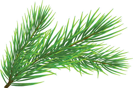 Pine Needle Background