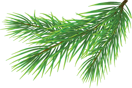 Pine Needle Background